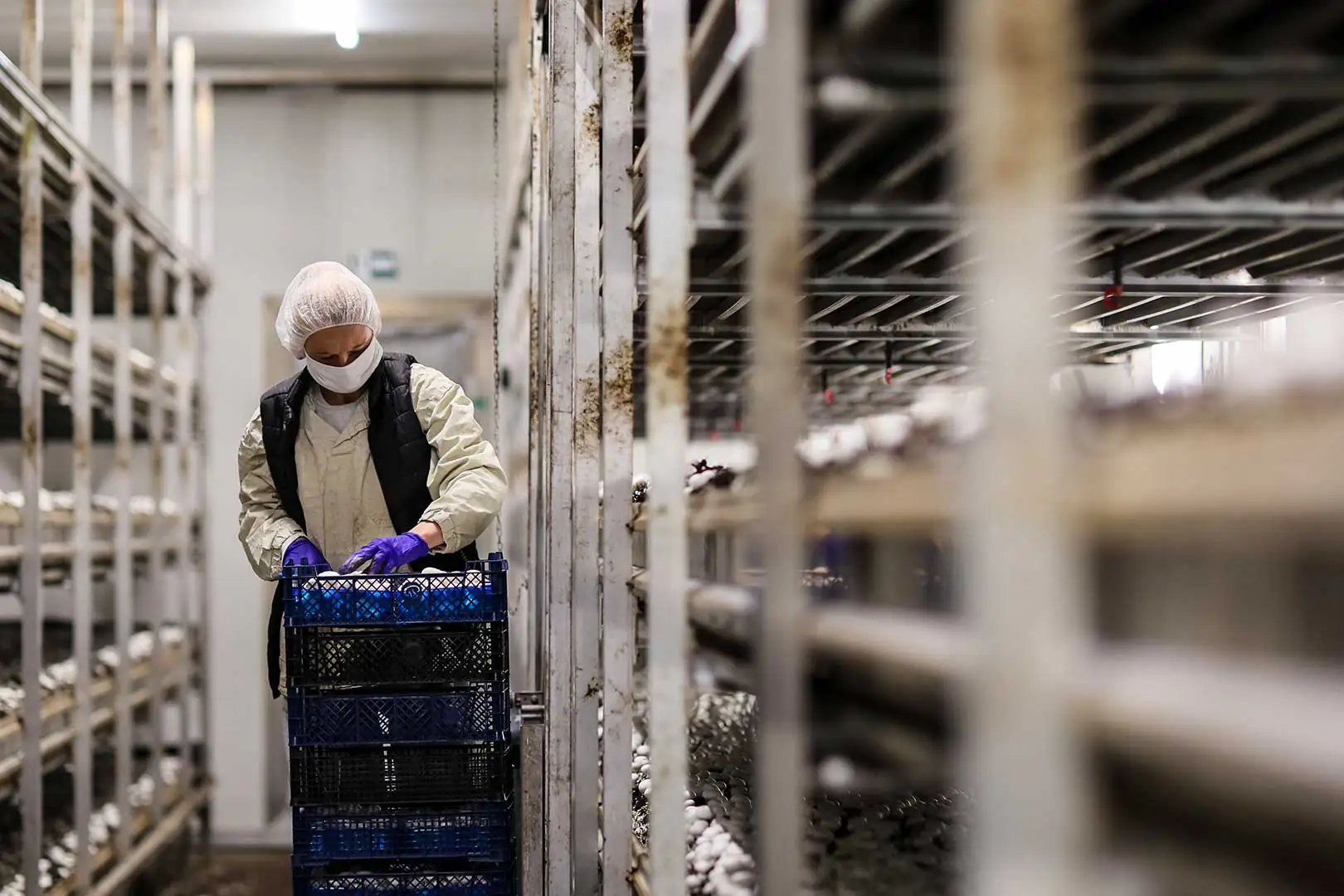 PROIZVODNI POGON ZA UZGOJ I PRERADU GLJIVA – Gljivarnik Novi stan d.o.o., Severin