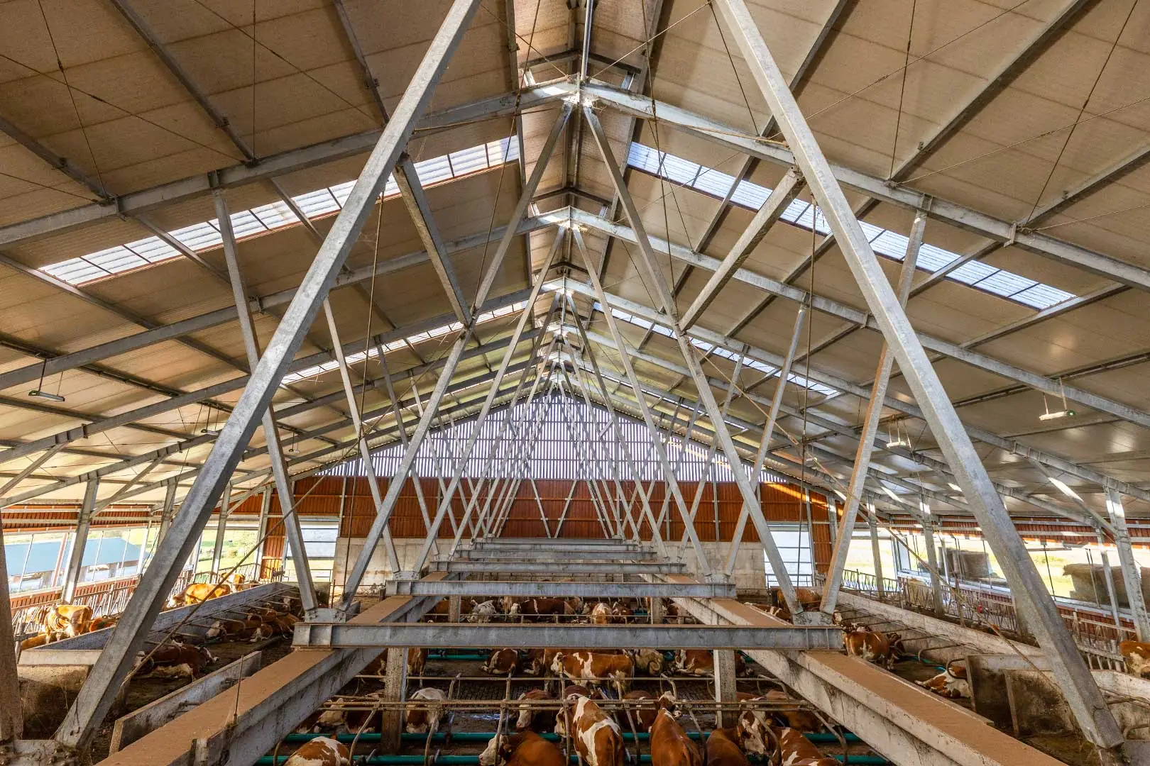 STAJA ZA MLIJEČNE KRAVE OPG Mihaljević, Palešnik