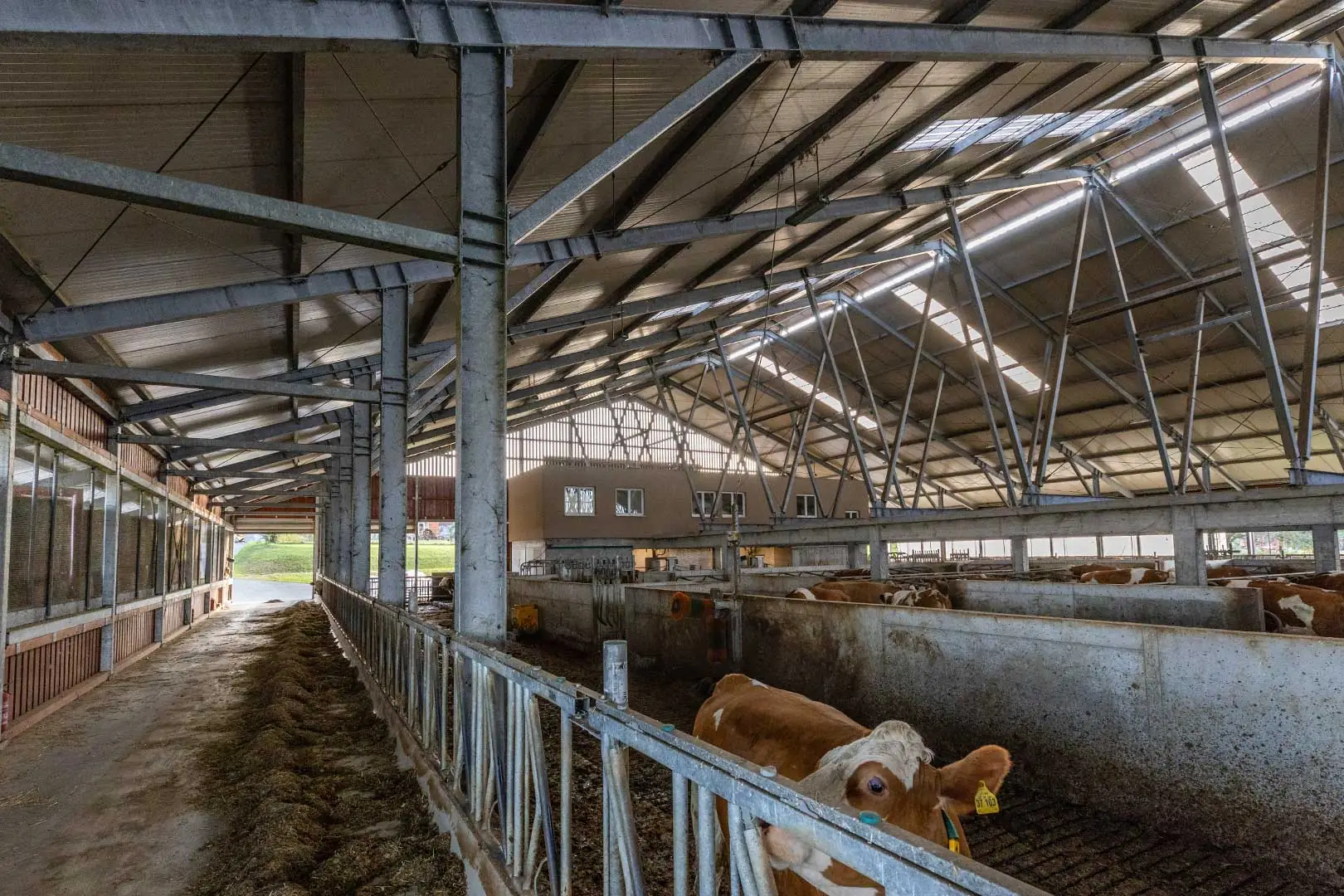 STAJA ZA MLIJEČNE KRAVE OPG Mihaljević, Palešnik